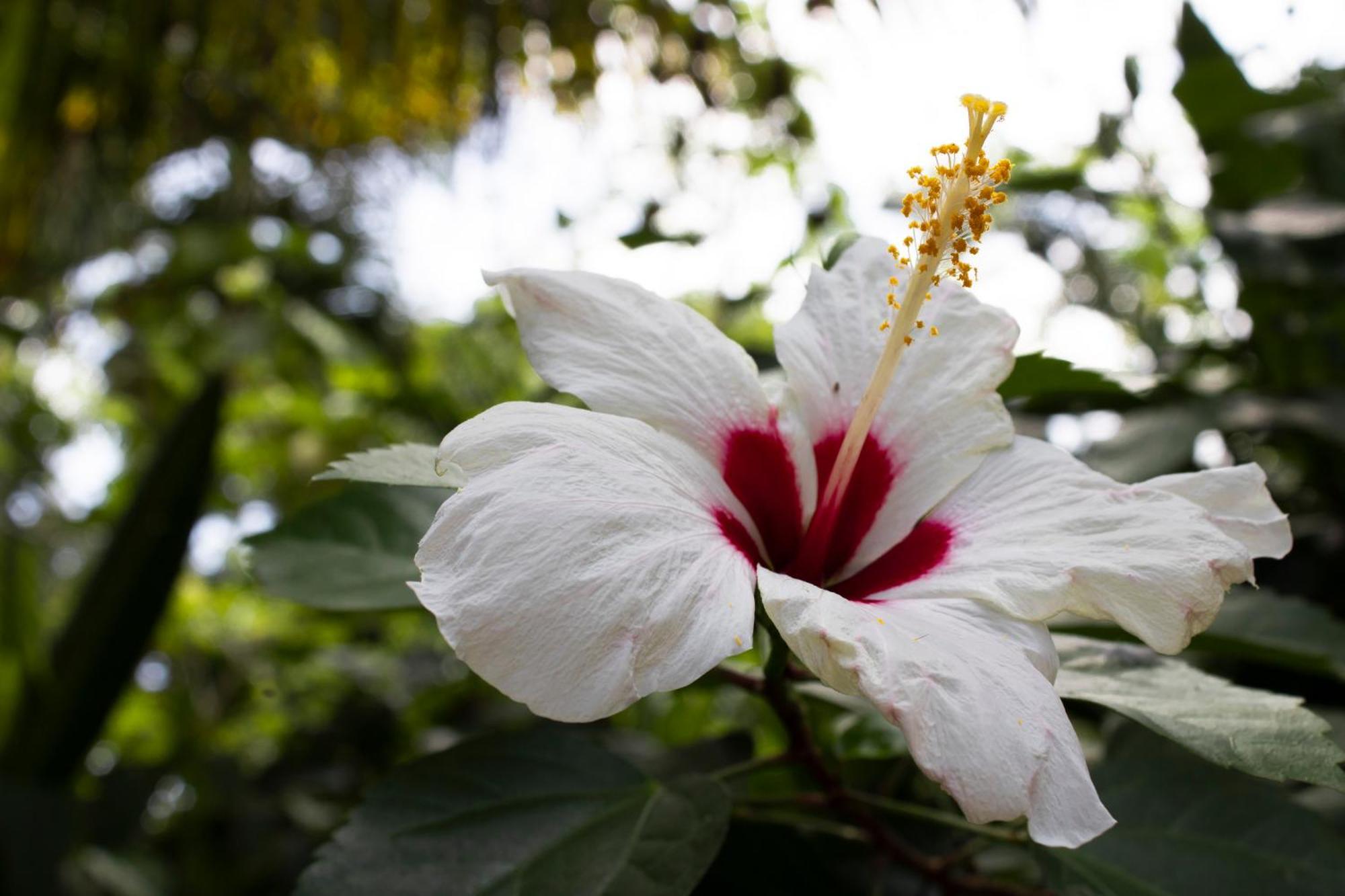 Wayanay Tayrona Eco Hostel El Zaino Ngoại thất bức ảnh